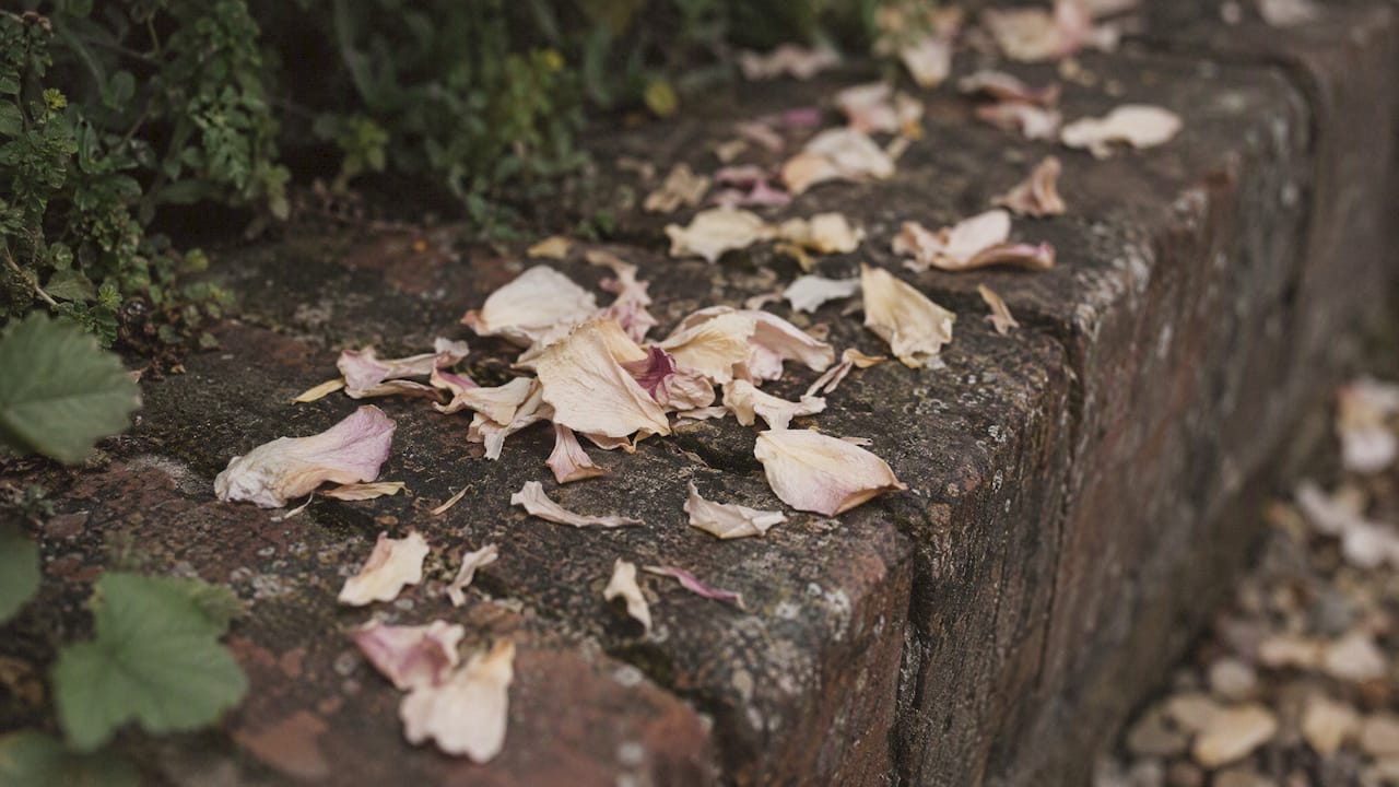Pale dried petals against weathered dark brick