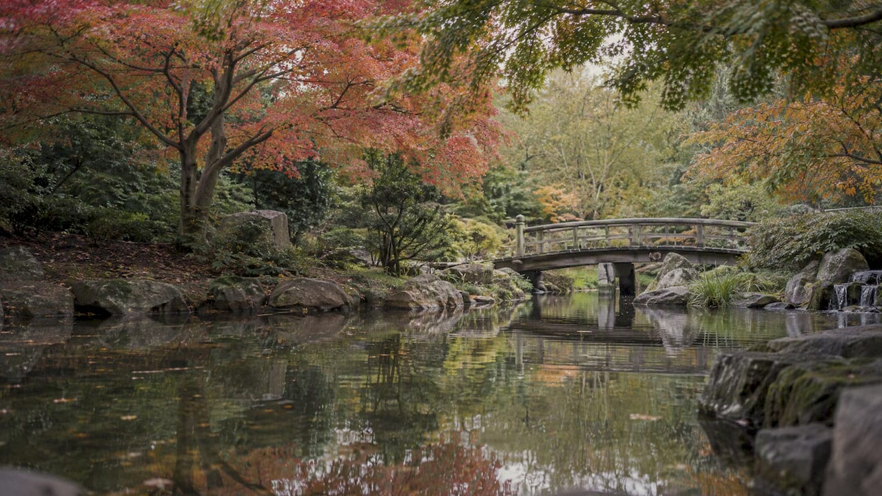 Kyoto Garden bridge and maple canopy reflected in pond